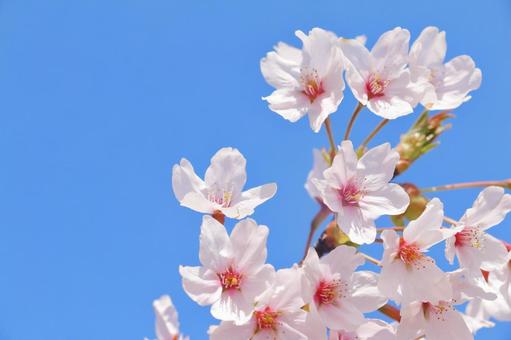 春の髪の悩みは花粉が原因？季節の変わり目で起こる髪のトラブル対策